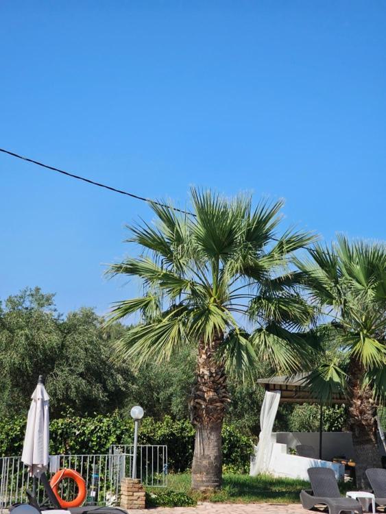 Palmyra Studios Kavos Luaran gambar