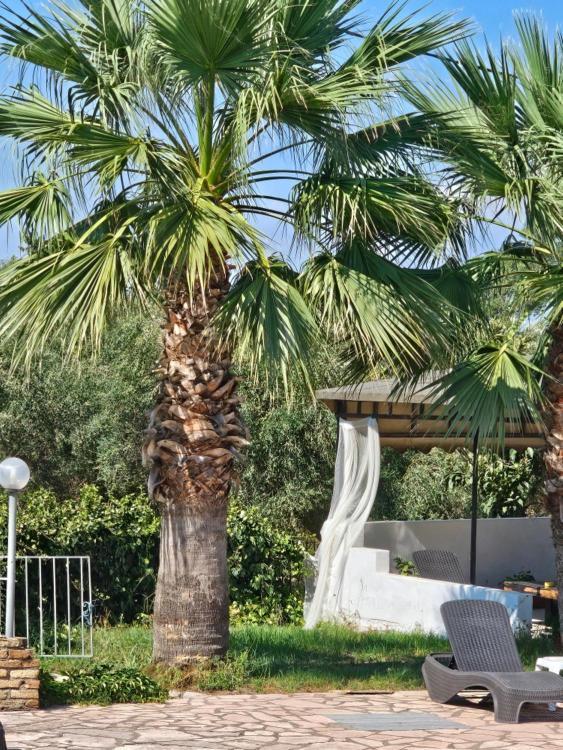 Palmyra Studios Kavos Luaran gambar
