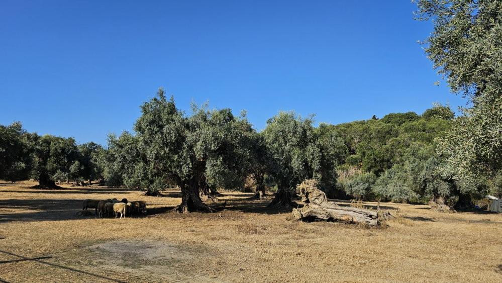 Palmyra Studios Kavos Luaran gambar